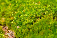 Campylopus flexuosus