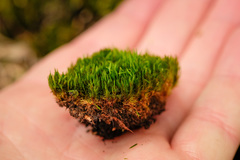 Campylopus flexuosus