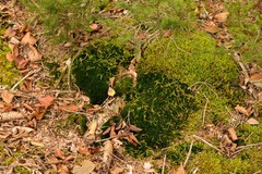 Campylopus flexuosus