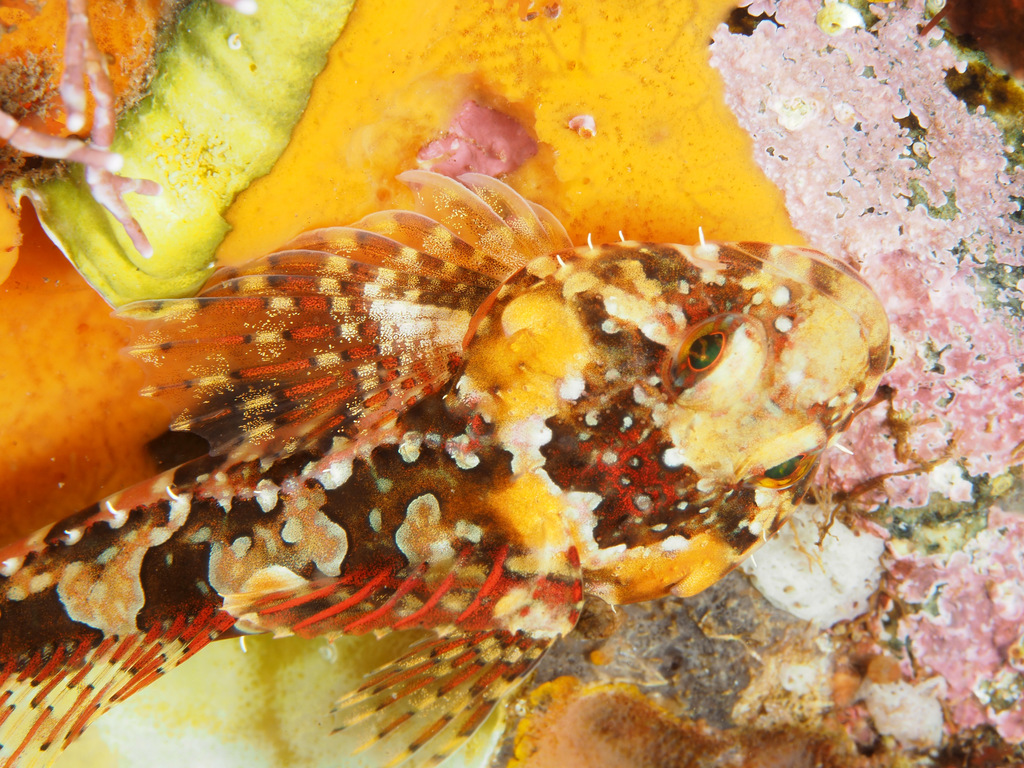 Elegant Sculpin