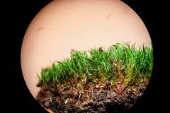 Campylopus flexuosus