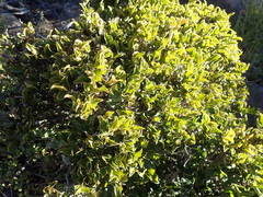 Diospyros scabrida cordata