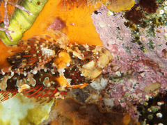 Bero elegans
