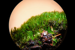 Campylopus flexuosus