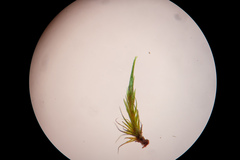 Campylopus flexuosus