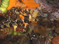 Bero elegans
