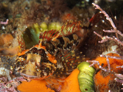 Bero elegans