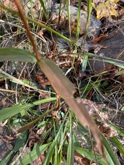 Helianthus longifolius