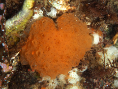Holozoidae