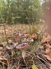 Agaricomycetes