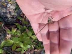 Marshallia trinervia