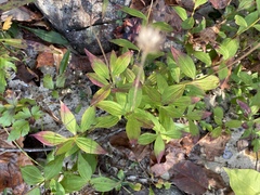 Marshallia trinervia