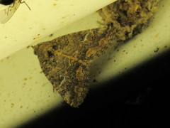 Eubolina impartialis