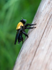 Hyperechia bomboides