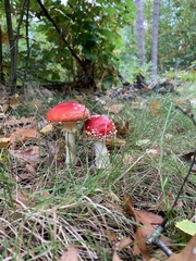 Amanita muscaria