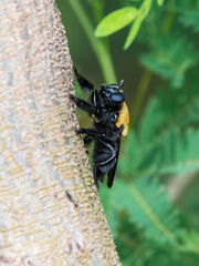 Hyperechia bomboides