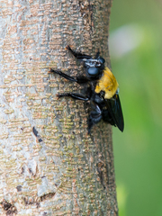 Hyperechia bomboides