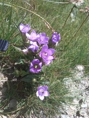 Gentianella ramosa
