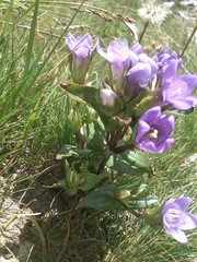 Gentianella ramosa