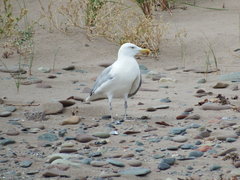 Larus argentatus image