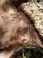 Heterogeomys hispidus