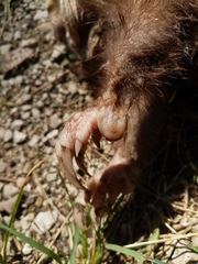 Heterogeomys hispidus