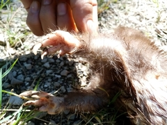 Heterogeomys hispidus