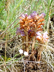 Phelipanche arenaria