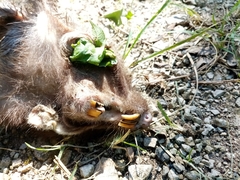 Heterogeomys hispidus