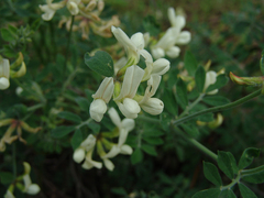 Acmispon grandiflorus grandiflorus