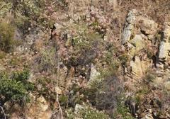 Dudleya viscida