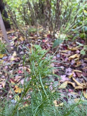 Vernonia lettermannii