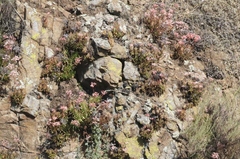 Dudleya viscida