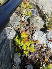 Sedum alpestre