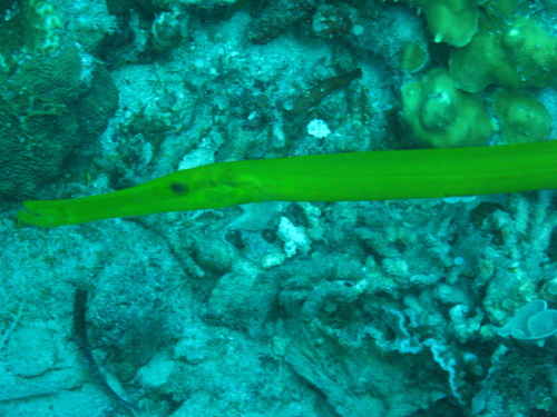 Trumpetfish