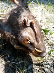 Heterogeomys hispidus