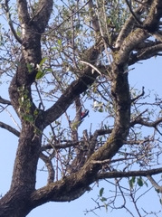 Dendrocopos major