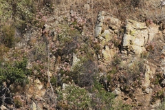 Dudleya viscida