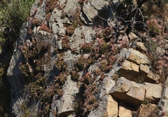 Dudleya viscida