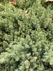 Juniperus procumbens