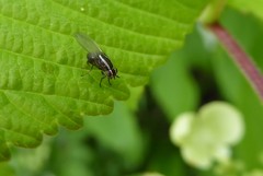 Poecilohetaerella dubiosa