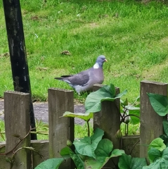 Columba palumbus