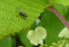 Poecilohetaerella dubiosa