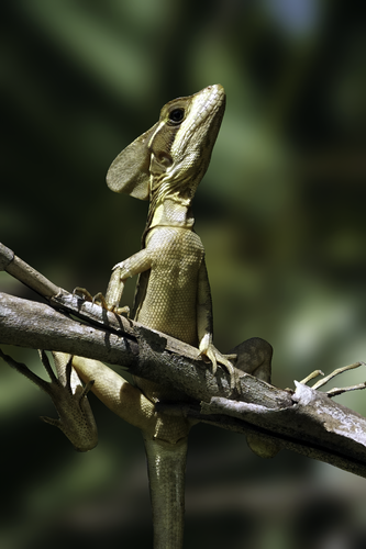 Brown Basilisk