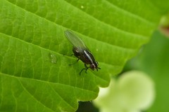 Poecilohetaerella dubiosa