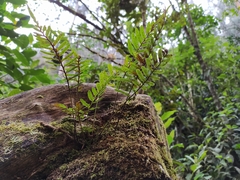 Pleopeltis buchtienii