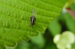 Poecilohetaerella dubiosa