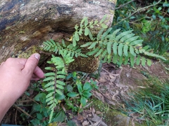 Pleopeltis buchtienii