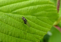 Poecilohetaerella dubiosa