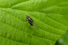 Poecilohetaerella dubiosa